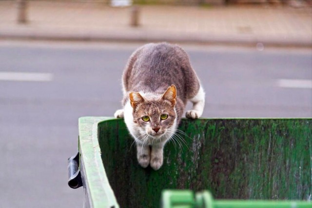 在外面流浪的宠物猫有多惨，能活多久？